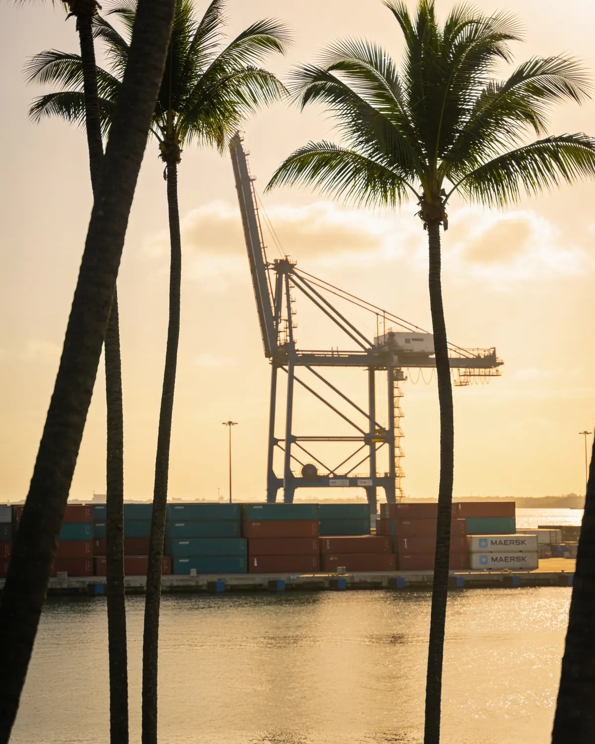A Florida port at golden hour with palms and containers